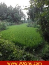 迷雾之命运图片